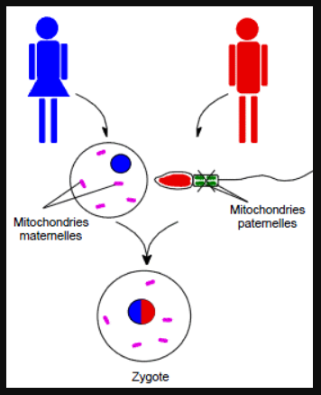 Schéma de la transmission génétique lors de la fécondation : seules les mitochondries maternelles sont transmises à la cellules oeuf