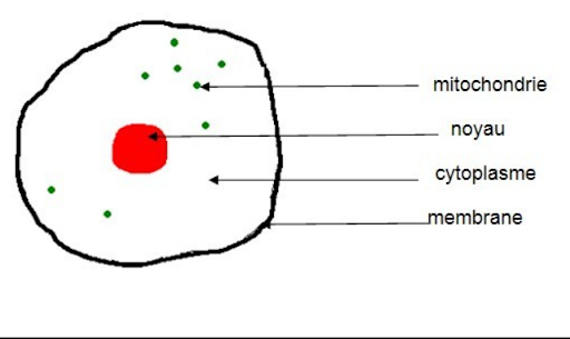 Schéma d'une cellule : Au centre, le noyau, autour, les mitochondries qui se situe dans le cytoplasme. Le contour s'appelle la membrane.